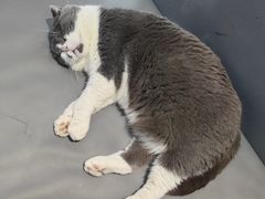 -嘉馨宠物医院·CT影像转诊·心脏科·犬猫全科诊疗中心(下沙大学城院区)