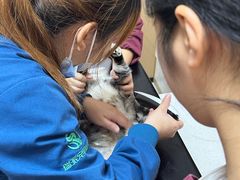 -瑞派康怡24h宠物医院·犬猫医疗中心·微创绝育(瑞景分院)