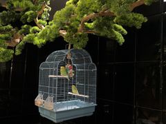 -同庆楼(天鹅湖万达店)