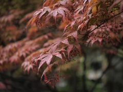 -陕西师范大学(雁塔校区)