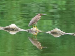 -重庆彩云湖湿地公园