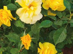 -人民公园(罗湖区)