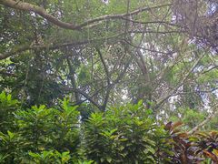 -海南热带野生动植物园