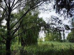 -微山湖红荷湿地景区