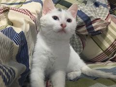 -纳吉亚猫专科动物诊疗中心(蒋宅口分院)