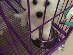 -喵宠乐园·撸猫互动·猫舍