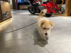 -西元前宠物酒店(郑庄府邸店)