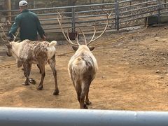 -大连森林动物园