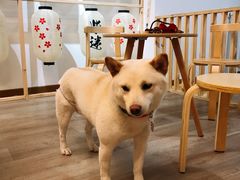 -柴迷FANS CLUB·柴犬狗咖·猫咖