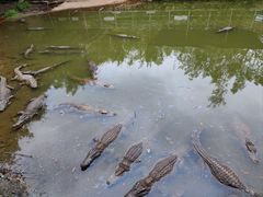 -广东茂名森林公园