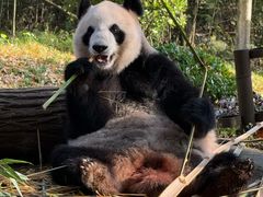 -都江堰中华大熊猫苑