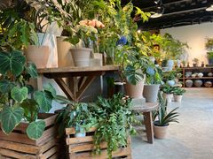 -自由生长植物工作室(深港花卉中心店)