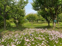 -花开海上生态园