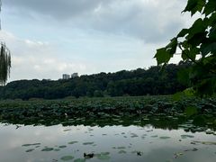 -月湖风景区