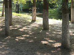 -长白岛森林公园