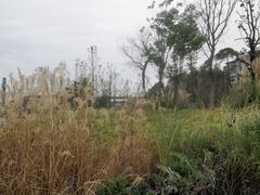 -神仙树公园