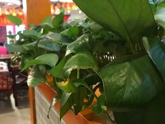 -7号院家宴.烧鸽子(门头沟店)