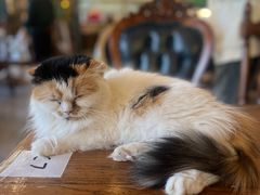 -猫小院猫主题餐厅(南锣旗舰店)
