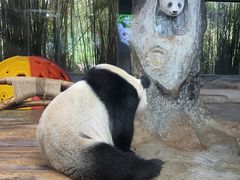 -海南热带野生动植物园