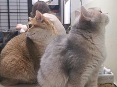 -逗柴咖啡屋·狗咖猫咖宠物桌游