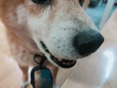 -是阿柴呀！柴犬咖啡·爱喵喵猫咖