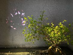 -花城粤菜餐厅(高新区店)