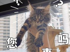 -十年猫舍·猫咪专门店(普陀店)