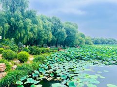 -长春市南湖公园