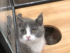 -袖虎·猫馆(体育西路店)