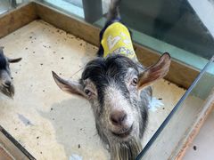 -怪兽屋·羊驼·猫咖·狗咖(俊华广场店)