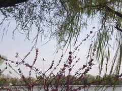 -后海公园