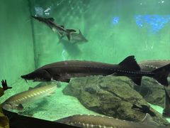 -太平洋海底世界