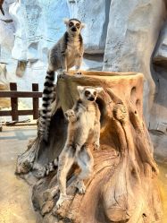 -Zoolung Zoolung动物主题公园(海信广场店)