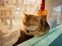 -剧狐剧本杀·月球探案馆(人民广场1号店)