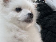 -美联众合动物医院·24h京西诊疗中心
