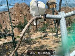 -西霞口神雕山野生动物世界