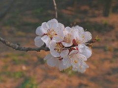 -唐岛湾公园