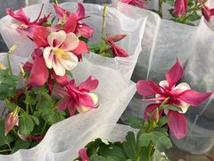 -龙大花卉苗木市场