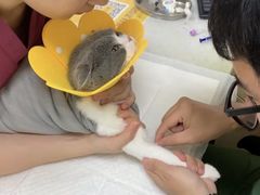 -芭比堂动物医院·24小时·眼科中心(深圳中心)