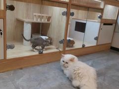-山宅一喵德文卷毛猫舍