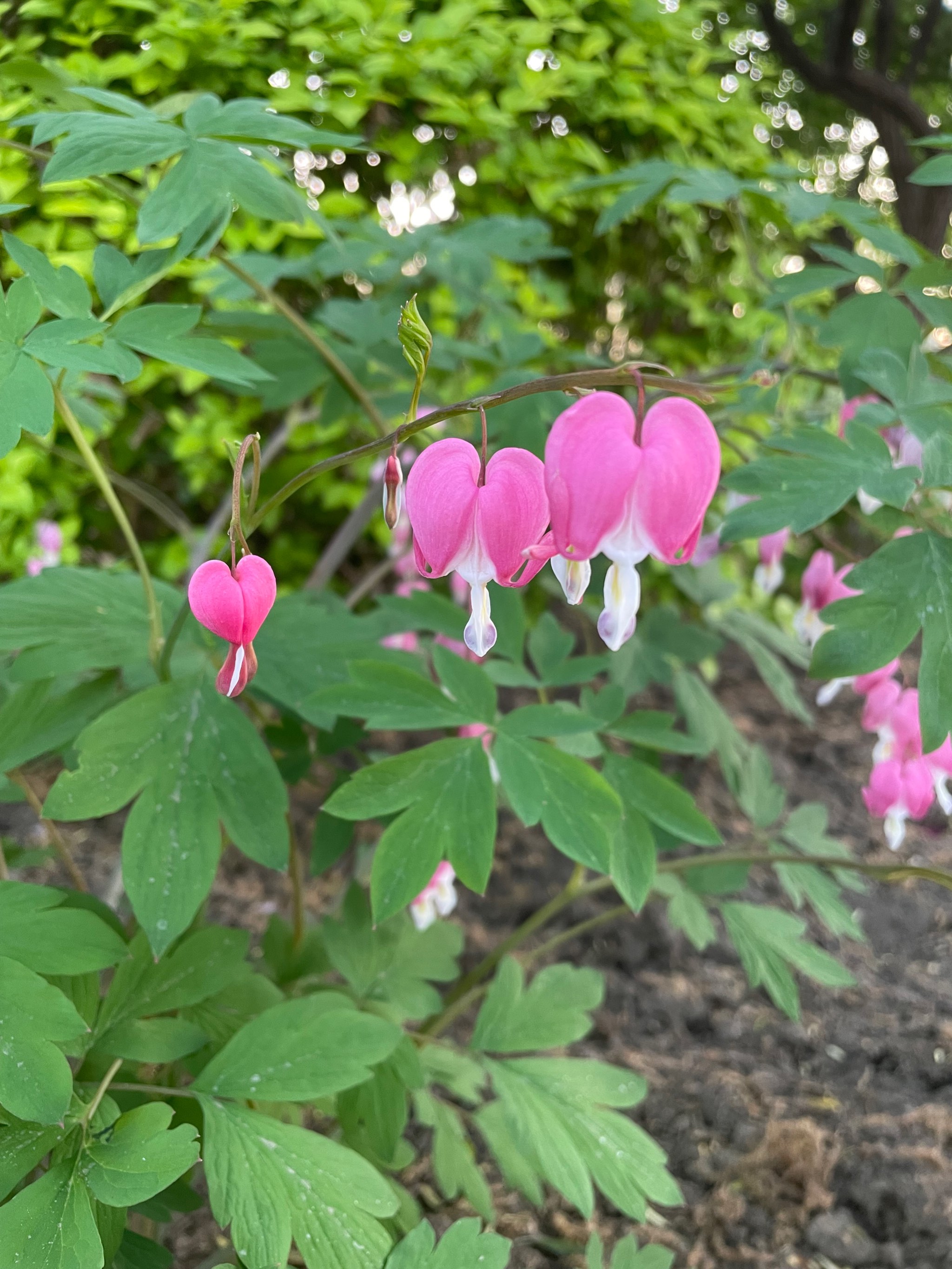 爱心形状的花花