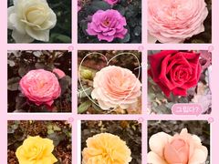 -人民公园(罗湖区)