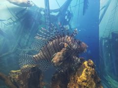 -烟台海昌鲸鲨海洋公园