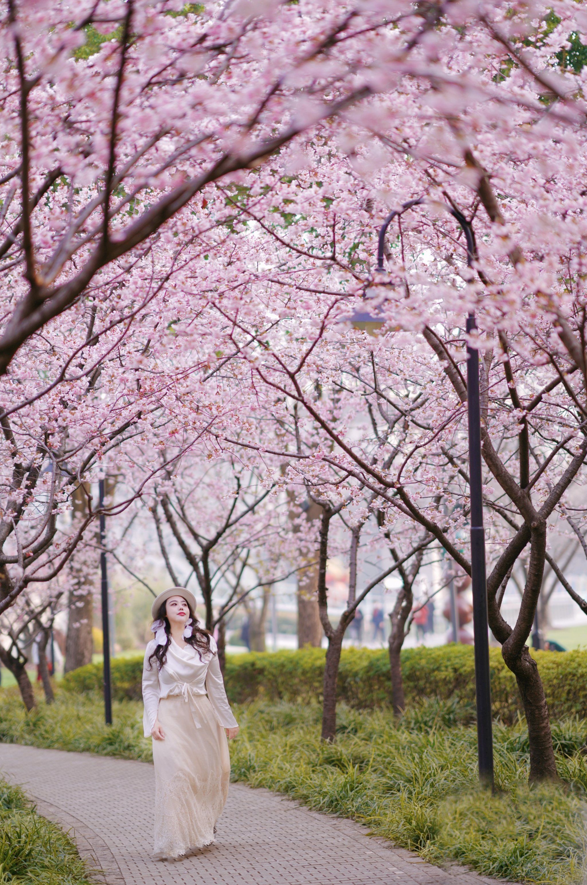 上海市区的樱花开啦‼️