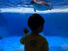 -海合安成都极地海洋公园