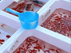 -哈尔滨道外花鸟鱼市场