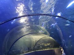 -太平洋海底世界