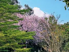 -东莞植物园