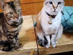 -李小姐の猫咖啡馆(五角场店)