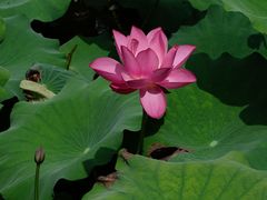 -扬州大运河文化旅游度假区·盆景园